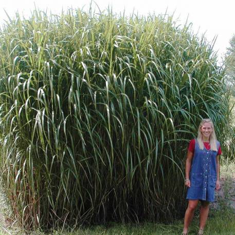 Miskant olbrzymi Miscanthus giganteus