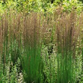 Trzęślica modra 'Moorhexe' Molinia carulea