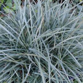 Turzyca prosowata 'Pamira' Carex panicea