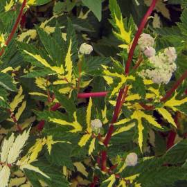 Wiązówka błotna 'Variegata' Filipendula ulmaria