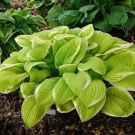 Funkia 'Saint Elmo's Fire' Hosta