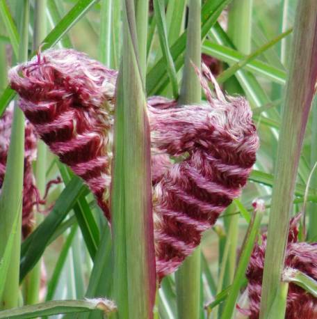 Miskant chiński 'Boucle' Miscanthus sinensis