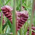 Miskant chiński 'Boucle' Miscanthus sinensis