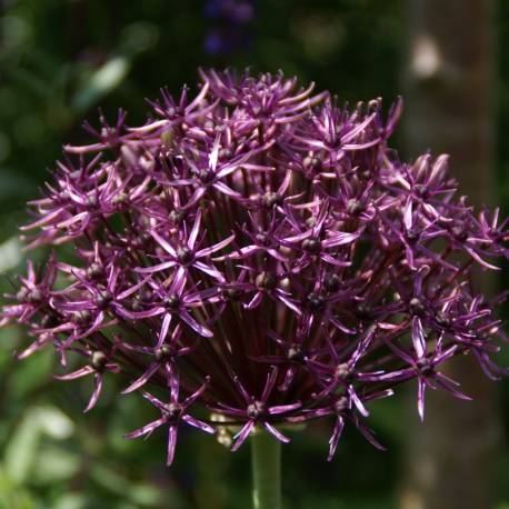 Czosnek 'Firmament' Allium