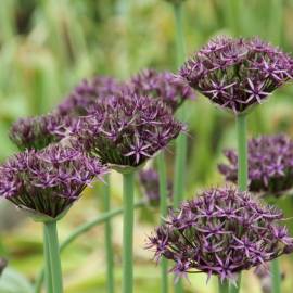 Czosnek 'Firmament' Allium