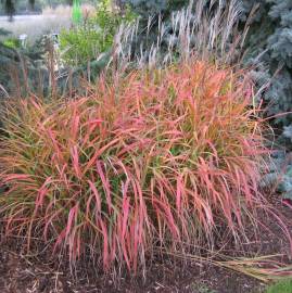 Miskant chiński 'Purple Fall' Miscanthus sinensis