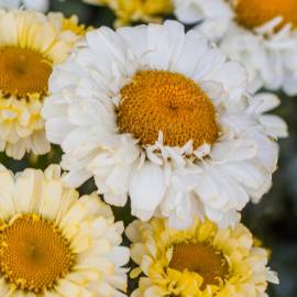 Złocień wielki 'Real Dream' Leucanthemum x superbum