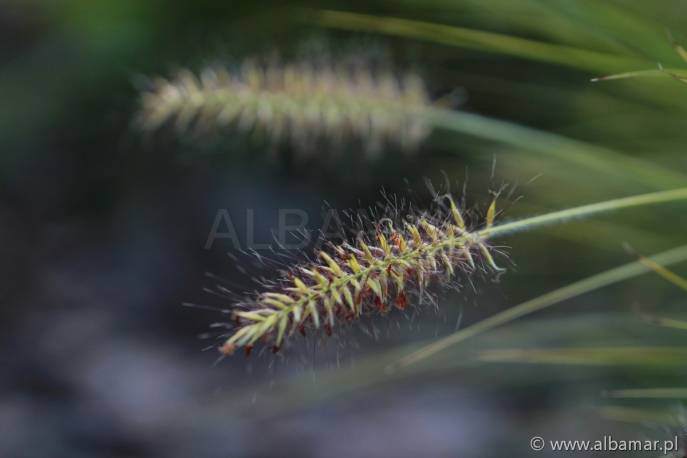 Piórkówka japońska 'JS Jommenik' Pennisetum alopecuroides