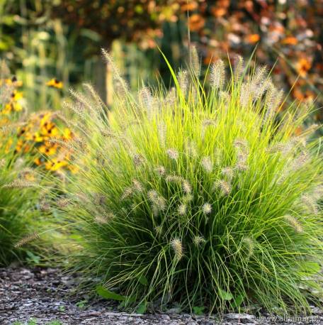 Piórkówka japońska 'JS Jommenik' Pennisetum alopecuroides