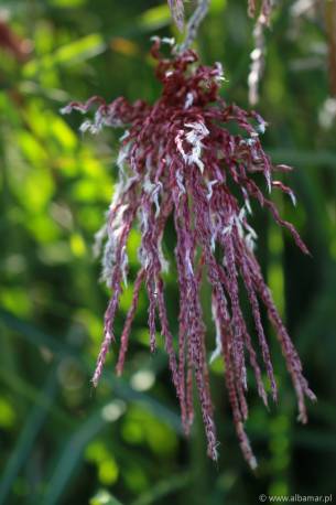 Miskant chiński 'Boucle' Miscanthus sinensis