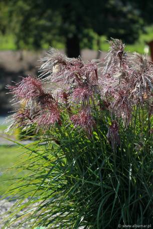 Miskant chiński 'Boucle' Miscanthus sinensis