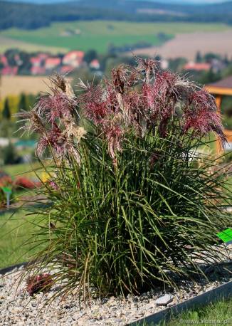 Miskant chiński 'Boucle' Miscanthus sinensis