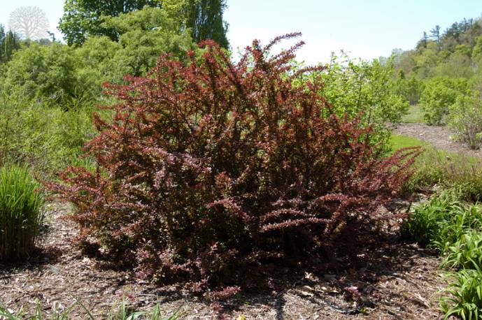 Berberys Thunberga 'Golden Ring' Berberis thunbergii