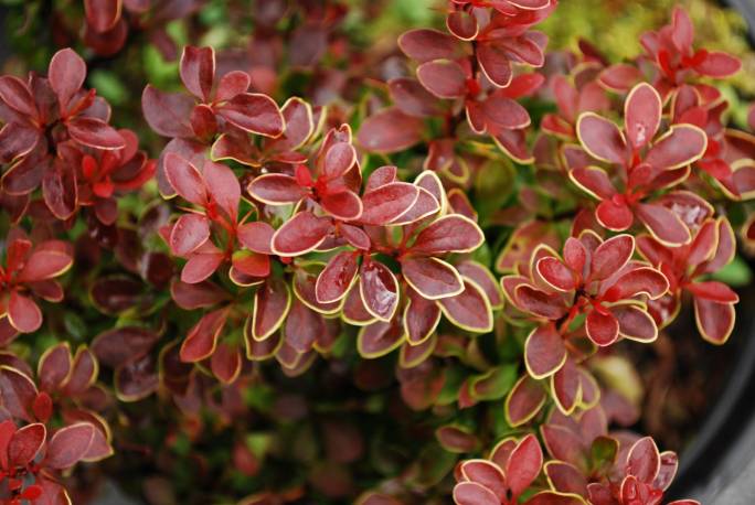 Berberys Thunberga 'Golden Ring' Berberis thunbergii