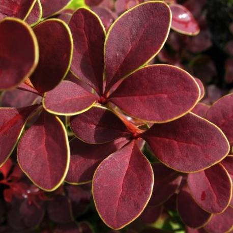 Berberys Thunberga 'Golden Ring' Berberis thunbergii