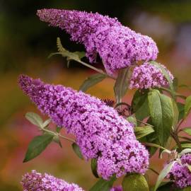 Budleja Dawida 'Pink Delight' Buddleja davidii