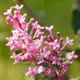 Lilak Bloomerang 'Pink Perfume' Syringa