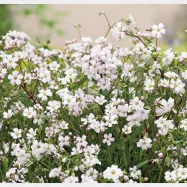 Gipsówka rozesłana 'Filou White' Gypsophila repens