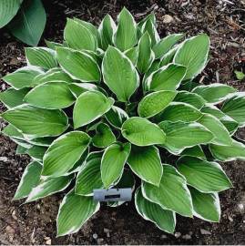 Funkia 'Carol' Hosta