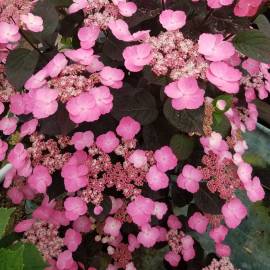 Hortensja piłkowana DAREDEVIL 'JPD01' Hydrangea serrata