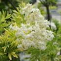 Bez czarny 'Golden Tower' Sambucus nigra