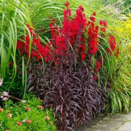 Lobelia lśniąca 'Queen Victoria' Lobelia fulgens