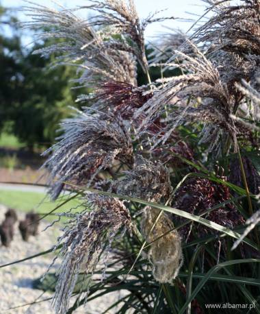 Miskant chiński 'Boucle' Miscanthus sinensis