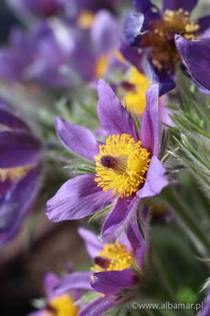 Sasanka zwyczajna 'Violet Bells' Pulsatilla vulgaris