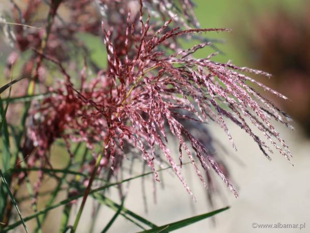 Miskant chiński 'Boucle' Miscanthus sinensis