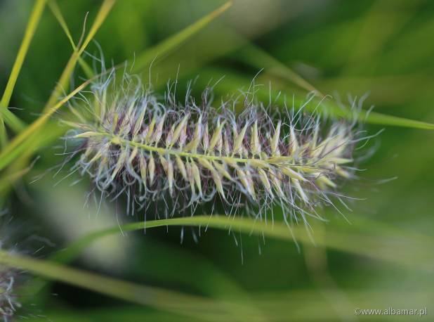 Piórkówka japońska 'JS Jommenik' Pennisetum alopecuroides