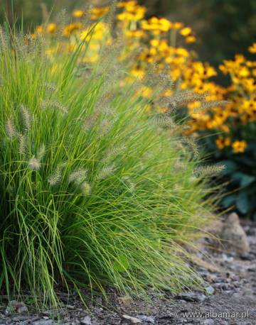 Piórkówka japońska 'JS Jommenik' Pennisetum alopecuroides