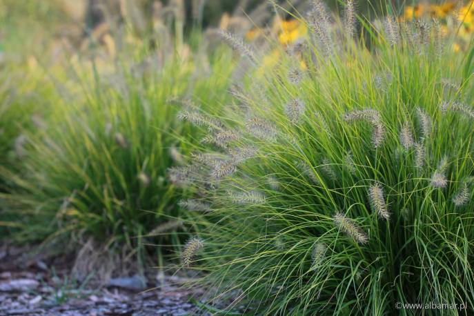 Piórkówka japońska 'JS Jommenik' Pennisetum alopecuroides