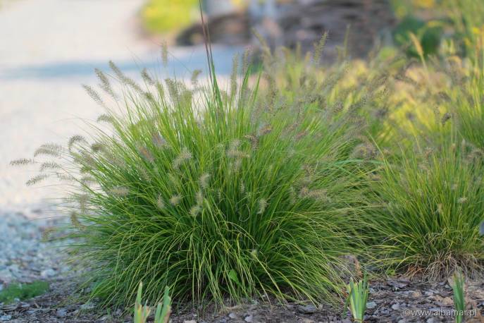 Piórkówka japońska 'JS Jommenik' Pennisetum alopecuroides