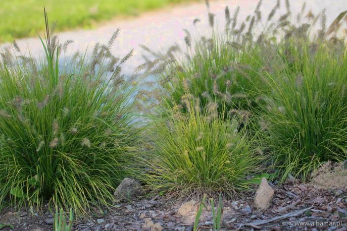 Piórkówka japońska 'JS Jommenik' Pennisetum alopecuroides