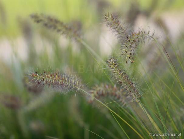 Piórkówka japońska 'JS Jommenik' Pennisetum alopecuroides