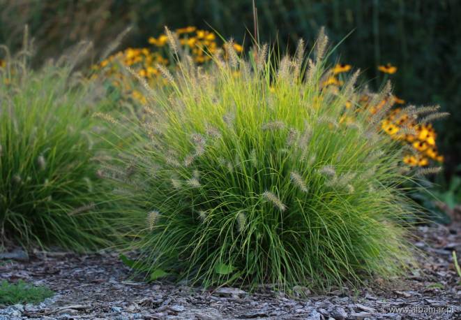 Piórkówka japońska 'JS Jommenik' Pennisetum alopecuroides