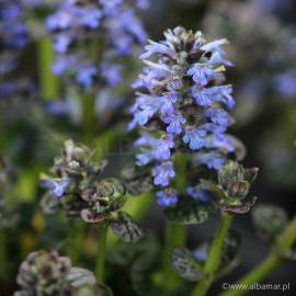 Dąbrówka piramidalna 'Metallica Crispa' Ajuga pyramidalis