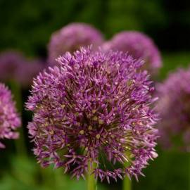 Czosnek 'Jackpot' Allium