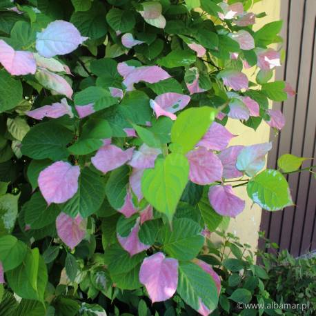 Aktinidia pstrolistna Actinidia kolomikta