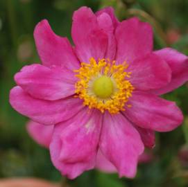 Zawilec japoński 'Prinz Heinrich' Anemone hupehensis