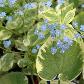 Brunnera wielkolistna 'Hadspen Cream' Brunnera macrophylla