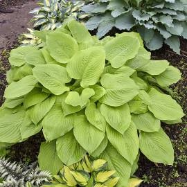 Funkia 'Age of Gold' Hosta