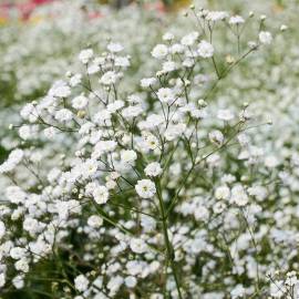 Gipsówka wiechowata 'Bristol Fair' Gypsophila paniculata