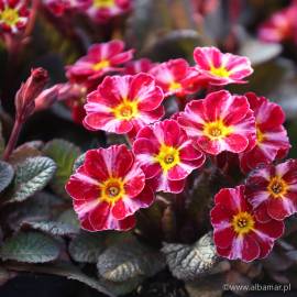 Pierwiosnek ‘Dark Rosaleen’ Primula