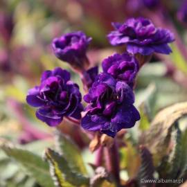 Pierwiosnek 'Strong Beer' Primula