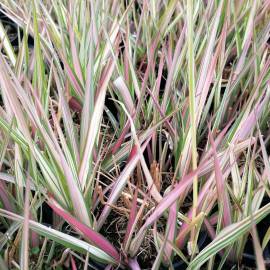 Mozga trzcinowata 'Strawberries and Cream' Phalaris arundinacea