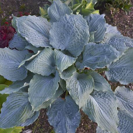 Funkia 'Diamond Lake' Hosta