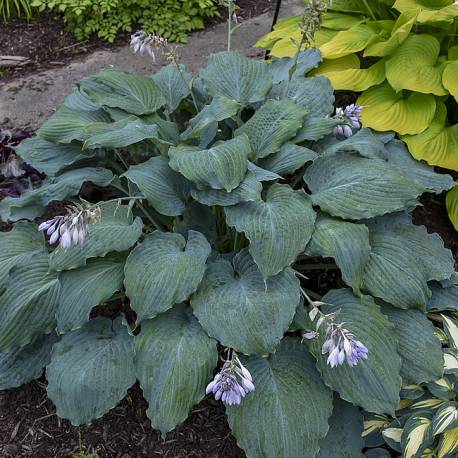 Funkia 'Diamond Lake' Hosta