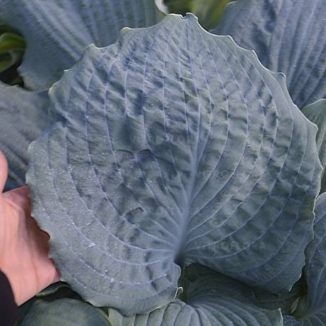 Funkia 'Diamond Lake' Hosta