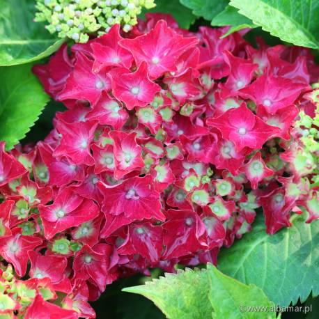 Hortensja ogrodowa 'Royal Red' Hydrangea macrophylla